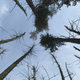 A ghost forest along the Mullica River watershed in New Jersey